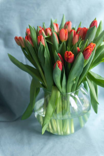 Fresh spring tulip flowers bouquet in vase, red color on blue background
