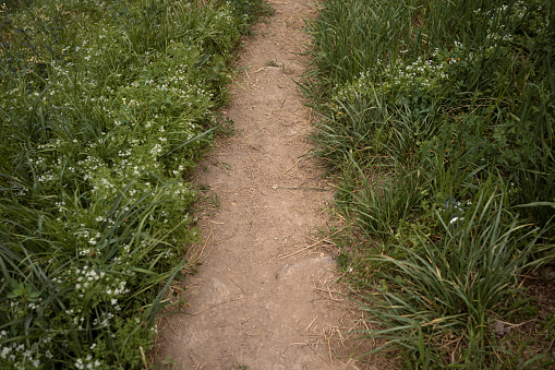 Footpath through a green grass in countryside