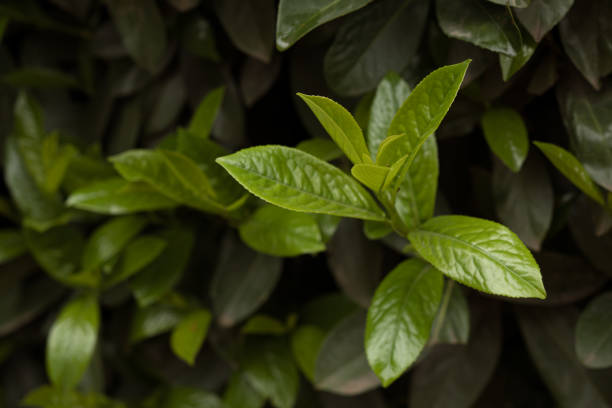light green wet leaves and dark green foliage in rain forest, nature background
