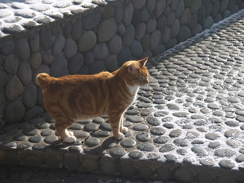 Red haired Kurilian Bobtail breed cat with funny short tail on the street, Iturup island