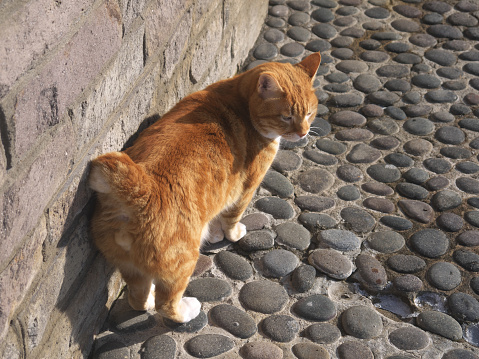 Red haired Kurilian Bobtail breed cat with funny short tail on the street, Iturup island