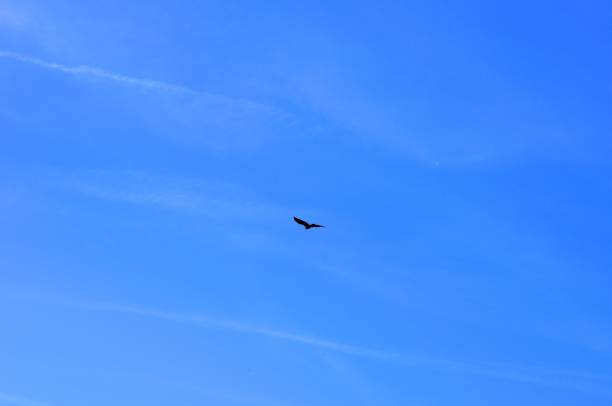 istock Silhouette of bird in a clear blue sky 2100846934