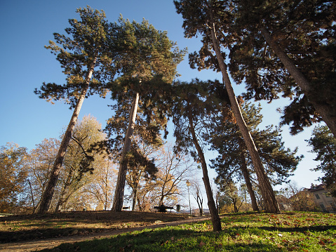 Low angle shot of black pines in Giardini Cavour public park in Turin, Italy