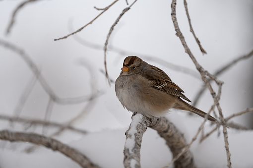 Round white crowned sparrow female preparing for winter in a tree in Colorado