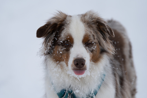 Australian shepherd after playing in the snow, sticking its tongue out and closing its eyes.