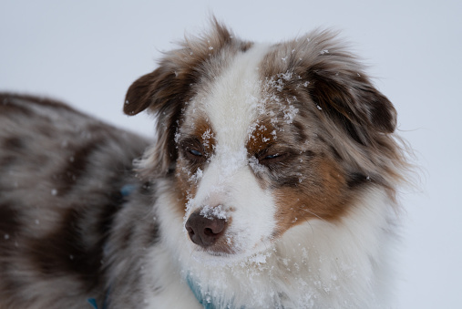 An australian shepherd portrait with snow on its face and eyes closed, looking away from the camera
