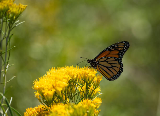istock Monarch butterfly on milkweed 2100888356