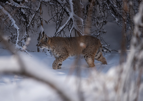 Bobcat walking through a snowy ravine in colorado