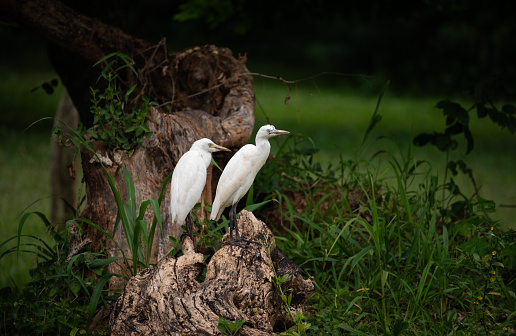 Cattle Egrets perched on a stump in a forest stand in Accra
