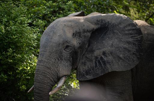 Side profile portrait of an elephant in Ghana