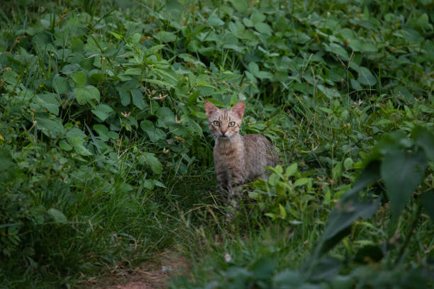 Domestic cat in Ghana