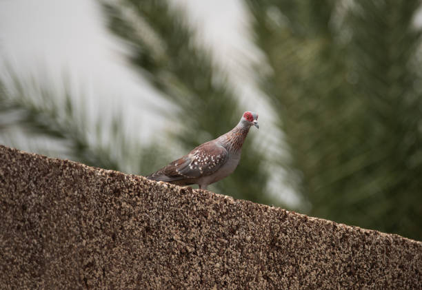 Homing pigeons sitting and flying in a dovecote