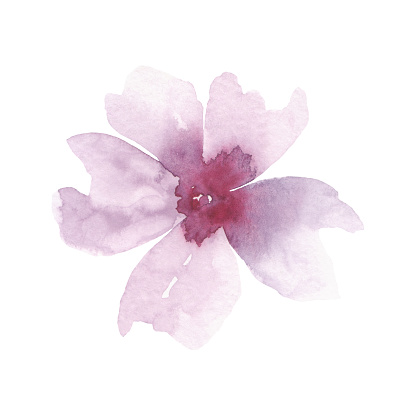 A delicate beautiful watercolor flower isolated on a white background, hand-drawn. A decorative element for a holiday, decoration, wedding. Watercolor botanical illustration of a pink cherry blossom.