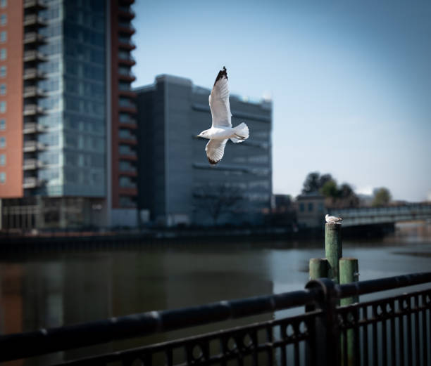 vogel schwebt verschwommen - delaware wilmington waterfront skyline stock-fotos und bilder