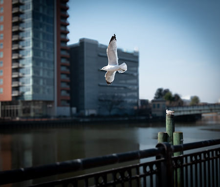 View of a soaring bird on the riverfront of Delaware waterfront during the winter time