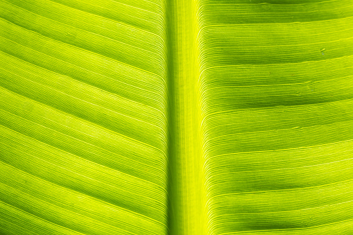 Texture, banana leaf, yellow green, close-up shot.