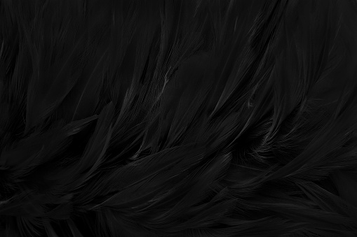 Beautiful black grey bird feathers pattern texture background.