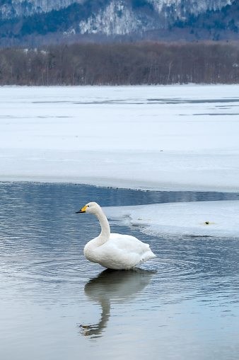 Natural scenery of swans on a lake with winter mountains and forests in the background.