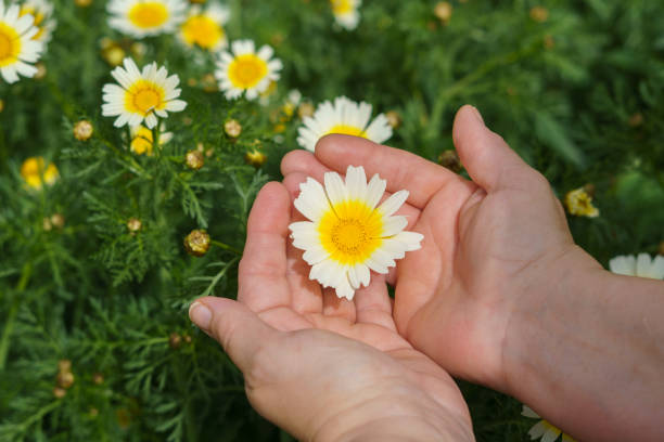 istock woman holding a beautiful white and yellow daisy in her hands 2100925207