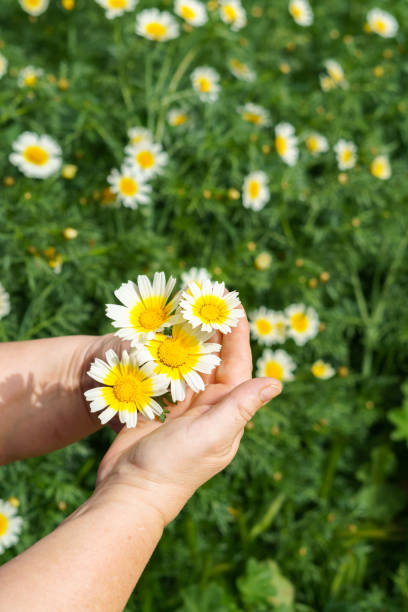 istock woman holding a beautiful white and yellow daisy in her hands 2100925718