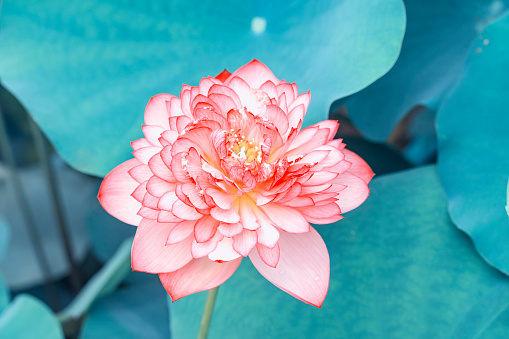 Pink lotus flowers among green leaves