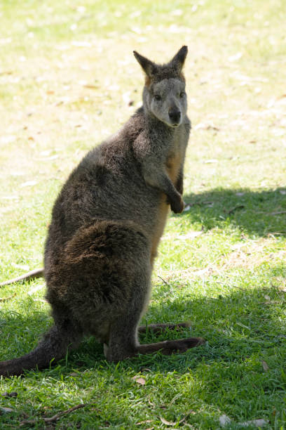istock the swamp wallaby is in a meadow 2100948336