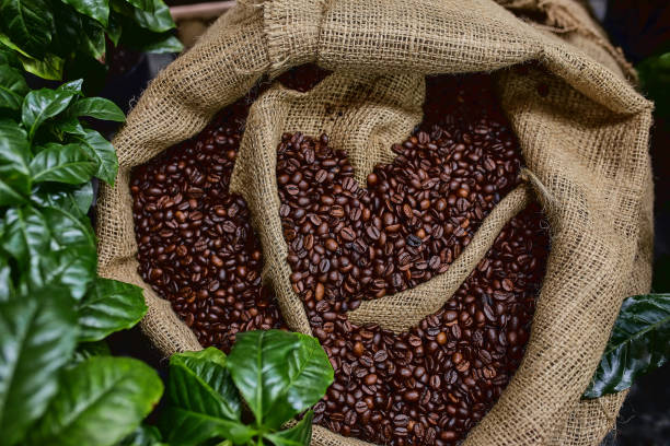 O Estado de Minas Gerais é o maior produtor de café do Brasil, com R$ 29 bilhões de reais faturados e um share de 55% do total faturado. Seguido pelo Estado do Espírito Santo com R$ 12 bilhões de reais e share de 24%. Imagem: Istockphoto O Estado de Minas Gerais é o maior produtor de café do Brasil, com R$ 29 bilhões de reais faturados e um share de 55% do total faturado. Seguido pelo Estado do Espírito Santo com R$ 12 bilhões de reais e share de 24%. Imagem: Istockphoto