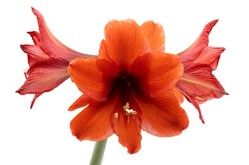 Red amaryllis with three blossoms isolated on a white background with its stem