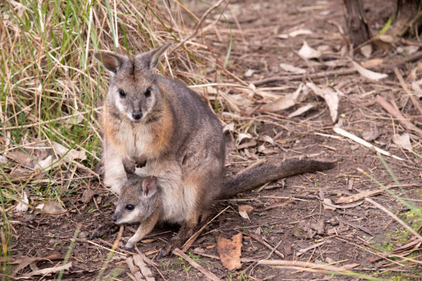 istock the tammar wallaby has a joey in her pouch 2100948874