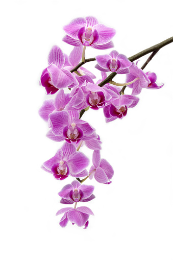 purple orchid large isolated arm white background