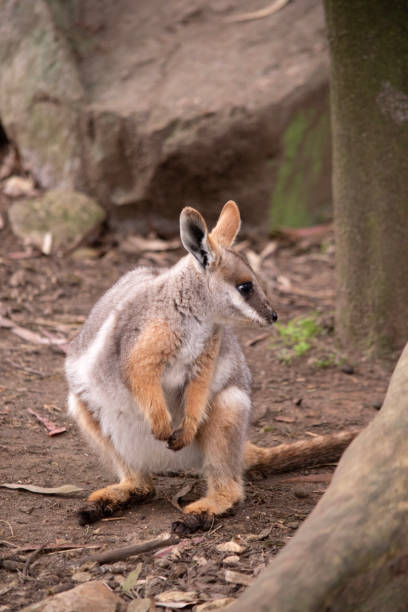 istock this is a front view of a  yellow footed rock wallaby 2100952142