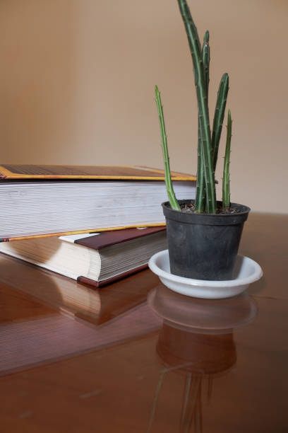 deux livres avec des plantes de cactus sur la table de la bibliothèque - book school desk old photos et images de collection