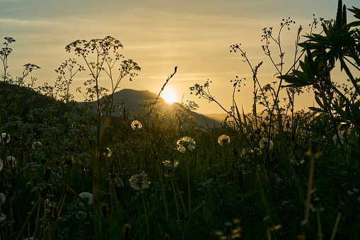 Beautiful warm rays of sun through grass and herbs on a meadow in summer along the coast of the atlantic ocean in Norway with mountains in the out of focus background.