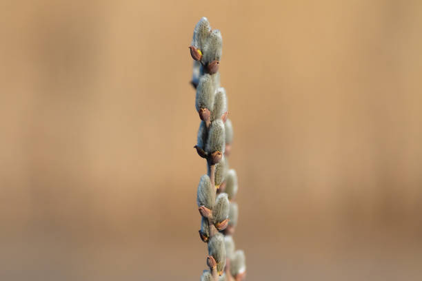 A branch of flowering willow tree on flat background. Willow catkins. A branch on a flat background