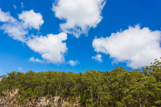 Horizon treeline forest