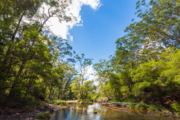 istock Pristine natural rainforest creek landscape 2101009053