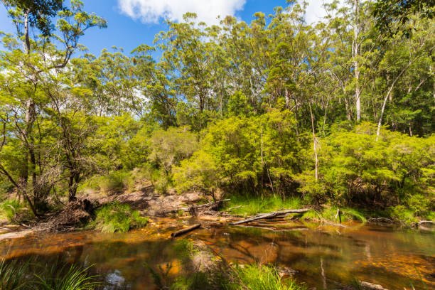 istock Pristine natural rainforest creek landscape 2101009058