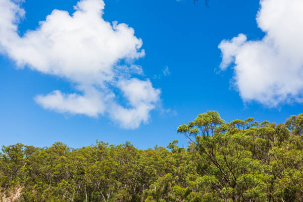 Horizon treeline forest