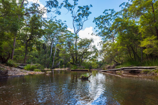 istock Pristine natural rainforest creek landscape 2101009071