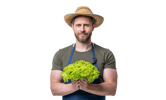 Close-up of farmer hands holding organic lettuce on a farm
