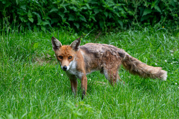istock Adult red fox, vulpes vulpes, with spring moult fur 2101015491