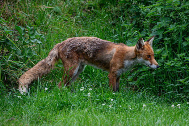 istock Adult red fox, vulpes vulpes, with spring moult fur 2101016006