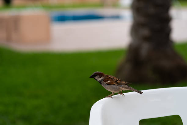 istock sparrow in the garden, in connection with urban life 2101016018