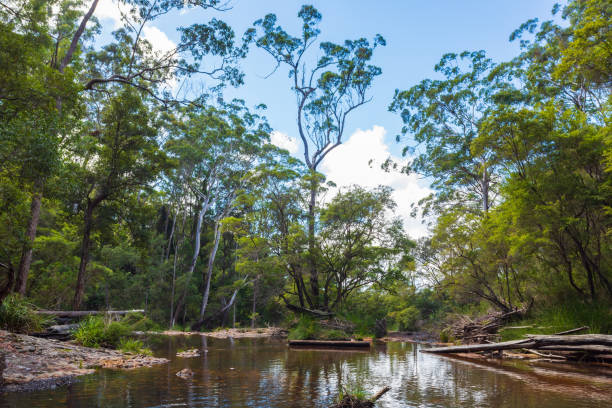Pristine natural rainforest creek landscape