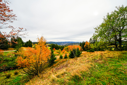 Landscape in autumn at Feldberg in the Black Forest. Feldbergsteig hiking trail. Nature in the Breisgau-Hochschwarzwald district in Baden-Württemberg.