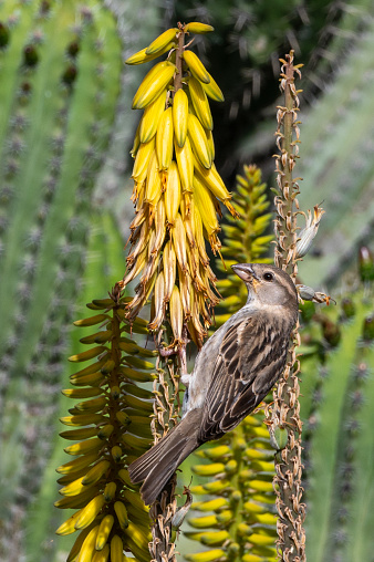 House sparrow, passer domesticus, on yellow flowers of Aloe Vera, Fuerteventura, canary Islands, Spain