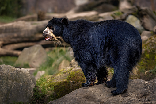 A black bear standing on a rock, surveying its surroundings from above.