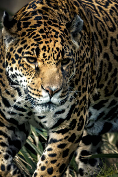 istock Leopard prowling on grassy ground in sunlight. 2101040625