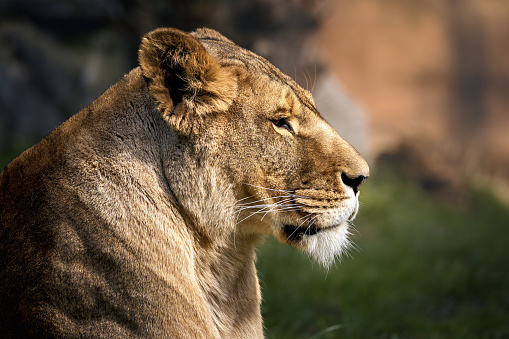 A lion in tall grass gazing intently at something in the distance.