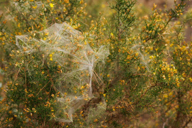 Community spider web in gorse bush (Genista scorpius) at the beginning of spring in the Mediterranean forest, Spain